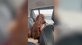 Sleepy Golden Retriever dog sits patiently inside moving car