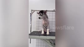 Siberian Husky looks like hyena as it sports cool mohawk