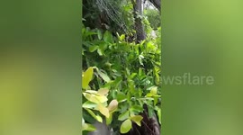 Kind passerby rescues dove stuck in net