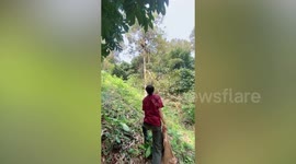 Local fails to catch spiky durian fruit hurled by harvester from tall tree