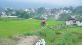 Farmers plant rice crops in a paddy field as monsoon season in Kathmandu Nepal.