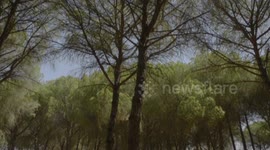 Expert hails reappearance of rare Iberian lynx in Spanish capital