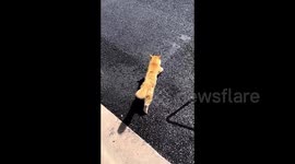 Comical feline bounds across heated asphalt road on scorching day
