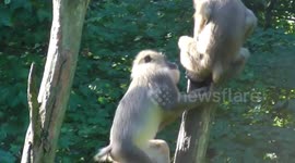 Cannibal mother monkey carries dead baby for two days then devours its corpse