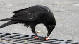 Urban wildlife: Crow opening a ketchup or sauce packet in a street of Paris, France, Montparnasse. 6 july 2023