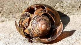 Snail devoured by hungry ants in stairs of the park of Versailles Chantiers train station, Paris suburb, France. 6 july 2023  #Urban wildlife