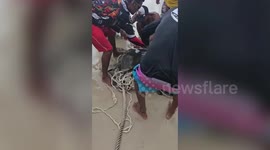 Tourists and lifeguards cut loose sea turtle tangled in net on Thai beach