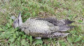 Rare sight of woodpecker in France; beiing eaten by a crow. Paris suburb, Bois d'Arcy, France. 6 july 2023.  (Urban wildlife, dead bird)