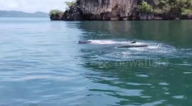 Tourists watch endangered whale sharks swimming off Thai island