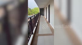 Hungry wild monkey rummages through hotel bin and eats food scarps