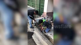 Monitor lizard stuck in drain saved by animal rescuers