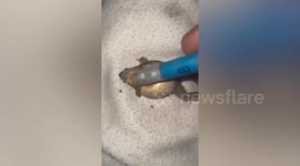 Kind local revives unconscious frog with CPR
