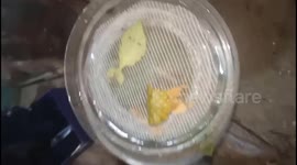 Two mantises with strange shapes like two leaves