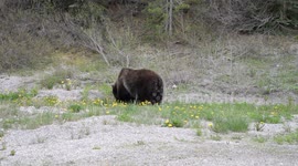 Stockshots: Grizzly Bears of the Rockies Impacted by Climate Change