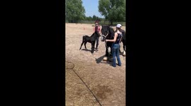 Foal Tries Out Running