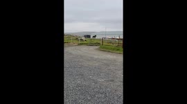 Dog Leads His Horse Friend