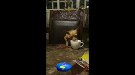 Chihuahua Enjoys Meal at Table