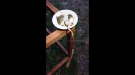 Rescued Stork Chick Greedily Eats Frogs