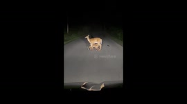Mama Deer Stands in the Middle of the Road to Feed Her Fawns