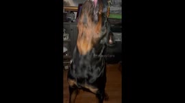 Dog loves whip cream