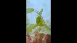 Teensy Tiny Baby Fish