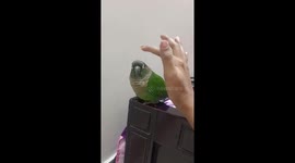 When Your Pet Bird's a Little Clingy