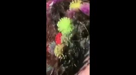 Sticky ball battle at family birthday bash: 'Everyone against Karla!' gets 5 million likes on TikTok
