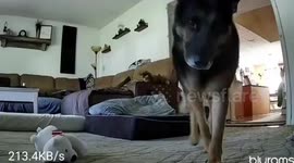 German Shepherd Covers Camera With Stuffed Animal