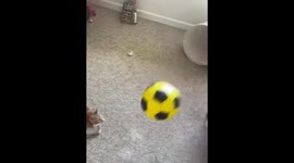 Kitten Plays With Soccer Ball