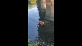 Dog Relieves Himself In The River