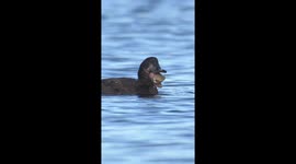 Scoter Swallows Clam Whole