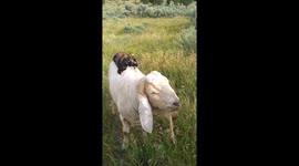 Kitty Gives Goat a Back Rub