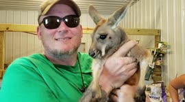 Baby kangaroo punches me in the face while I take a picture with him.