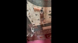 Homes pet and security