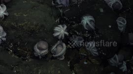 New octopus species found at depths of almost 10,000 feet in Costa Rica