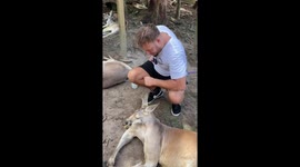 Giving a kangaroo a massage