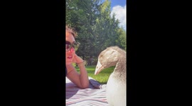 Telling my Gander about his new job.