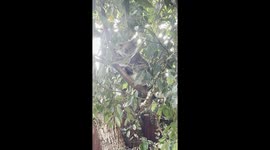 Trip Down Under - A Koala in a tree.. at our AirBnB