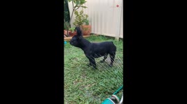 Adorable Frenchie beats the Australian summer heat by befriending a sprinkler