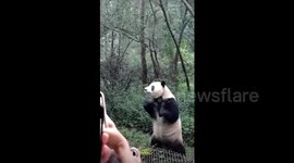 Chinese tourist banned for life after teasing panda with selfie stick in China