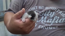 Newborn kitten stuck in narrow wall gap rescued by villagers in Thailand