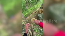 Dizzying POV footage shows harvester plucking and dropping durian fruit from tall tree