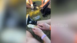 Student sneaks vodka into a festival in a TORTILLA