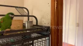 Police swoop on home after reports of ‘screaming woman’ - only to find chirping parrot