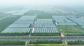 Farmers Pick Watermelons in A Greenhouse in Taizhou, China
