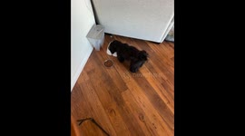 Shih Tzu's Unusual Way To Drink