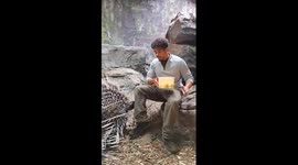 Feeding Two African Crested Porcupines