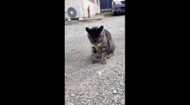 Rolling cat's unique talent stuns viewers: a heartwarming tale of rescue and playfulness