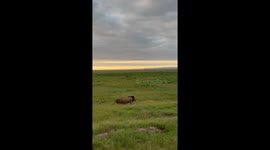 Lions Hunt Down Hyena