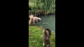 Bobi Almost Catches Fish